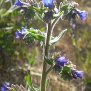 Photographie n°147043 du taxon Anchusa officinalis L. [1753]
