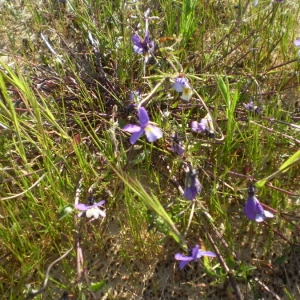 Photographie n°147044 du taxon Anchusa officinalis L. [1753]