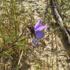 Photographie n°147046 du taxon Anchusa officinalis L. [1753]