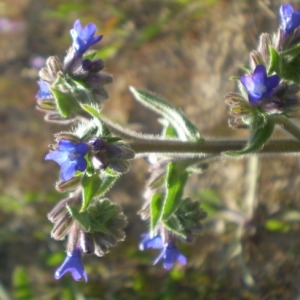  - Anchusa officinalis L. [1753]