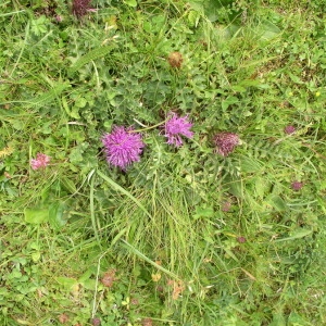 Photographie n°147051 du taxon Cirsium acaulon (L.) Scop. [1769]