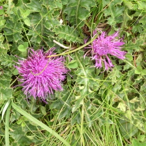 Photographie n°147052 du taxon Cirsium acaulon (L.) Scop. [1769]