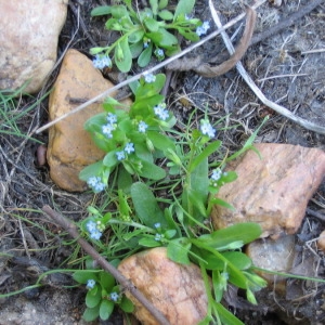 Myosotis sicula subsp. virgata (Bég.) R.Schust. (Myosotis de Sicile)