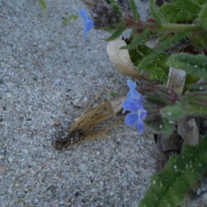 Photographie n°147067 du taxon Anchusa crispa Viv. [1825]