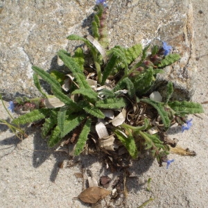 Photographie n°147074 du taxon Anchusa crispa Viv. [1825]