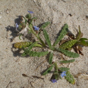 Photographie n°147089 du taxon Anchusa crispa Viv. [1825]