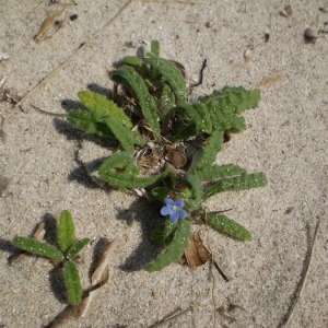  - Anchusa crispa Viv. [1825]