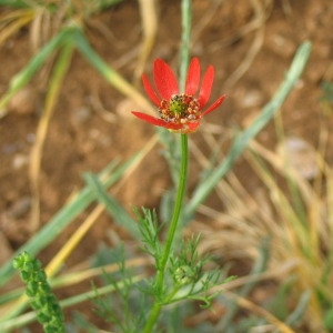 Photographie n°147091 du taxon Adonis flammea Jacq. [1776]