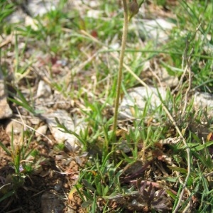 Photographie n°147093 du taxon Ranunculus paludosus Poir. [1789]