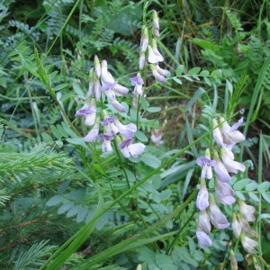  - Vicia sylvatica L. [1753]