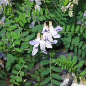  - Vicia sylvatica L. [1753]