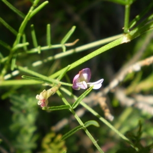  - Astragalus austriacus Jacq. [1762]