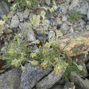 Photographie n°147110 du taxon Artemisia umbelliformis Lam. [1783]