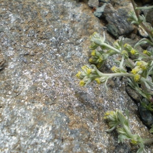 Photographie n°147113 du taxon Artemisia umbelliformis Lam. [1783]