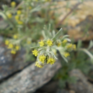 Photographie n°147114 du taxon Artemisia umbelliformis Lam. [1783]