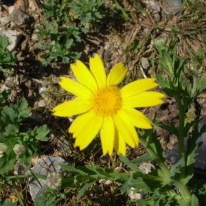 Photographie n°147122 du taxon Glebionis segetum (L.) Fourr. [1869]