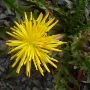 Photographie n°147123 du taxon Taraxacum mattmarkense Soest [1959]