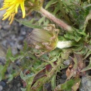 Taraxacum mattmarkense Soest (Pissenlit)