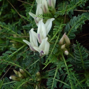 Photographie n°147130 du taxon Astragalus genargenteus Moris [2006]