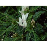 Astragalus genargenteus Moris