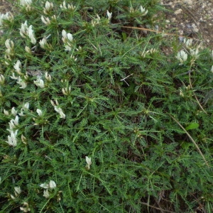 Photographie n°147133 du taxon Astragalus genargenteus Moris [2006]