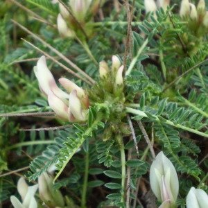  - Astragalus genargenteus Moris [2006]