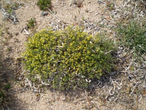 Christophe GIROD, le 23 décembre 2007 ( Plage de l'OVu Santu)