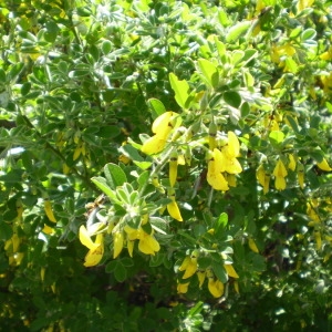 Photographie n°147141 du taxon Cytisus villosus Pourr. [1788]