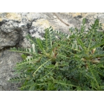 Astragalus terraccianoi Vals. (Astragale de Terracciano)