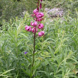 Photographie n°147144 du taxon Lilium martagon L. [1753]