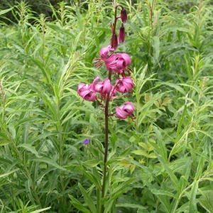 Photographie n°147145 du taxon Lilium martagon L. [1753]