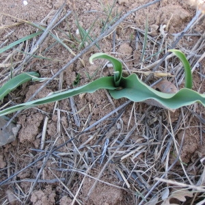 Photographie n°147149 du taxon Tulipa agenensis DC. [1804]