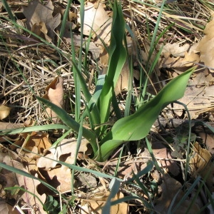 Photographie n°147151 du taxon Tulipa agenensis DC. [1804]