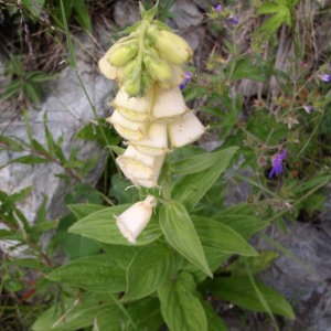 Photographie n°147161 du taxon Digitalis grandiflora Mill. [1768]