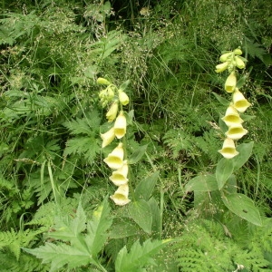 Photographie n°147162 du taxon Digitalis grandiflora Mill. [1768]