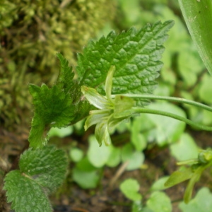 Photographie n°147176 du taxon Gagea lutea (L.) Ker Gawl. [1809]