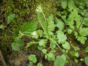 Christophe GIROD, le 11 décembre 2007 (Bouvellemont (08))