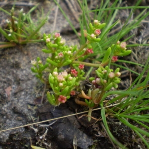 Photographie n°147179 du taxon Crassula vaillantii (Willd.) Roth [1827]