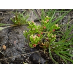 Crassula vaillantii (Willd.) Roth (Crassule de Vaillant)