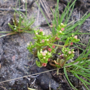  - Crassula vaillantii (Willd.) Roth [1827]