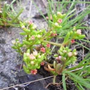  - Crassula vaillantii (Willd.) Roth [1827]