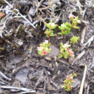  - Crassula vaillantii (Willd.) Roth [1827]