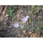 Malva moschata subsp. tournefortiana (L.) Rouy (Mauve de Tournefort)
