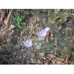 Malva tenuifolia Desr. (Mauve de Tournefort)