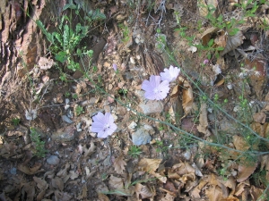 Christophe GIROD, le 21 mai 2006 (Col des Fourches)