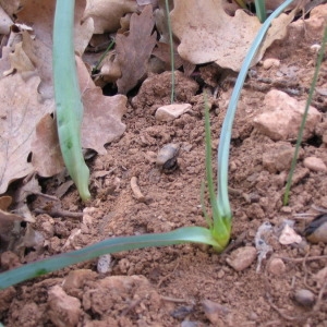 Photographie n°147187 du taxon Tulipa clusiana DC. [1804]