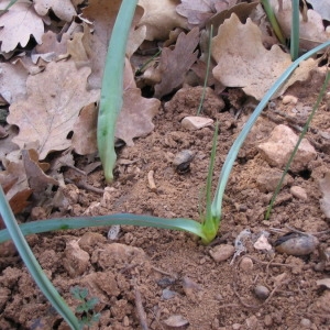 Photographie n°147188 du taxon Tulipa clusiana DC. [1804]