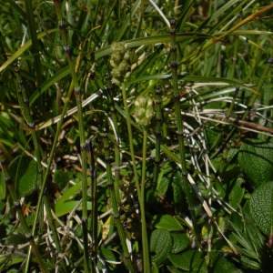 Photographie n°147192 du taxon Tofieldia pusilla (Michx.) Pers. [1805]