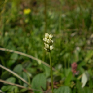 Photographie n°147195 du taxon Tofieldia pusilla (Michx.) Pers. [1805]