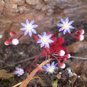 Photographie n°147200 du taxon Sedum caeruleum L. [1771]